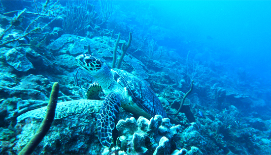 his-dive-story-28-feb-12-ii