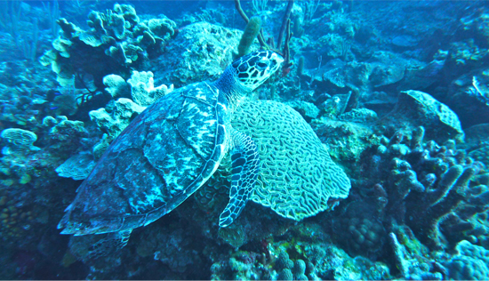 his-dive-story-28-feb-12-iv