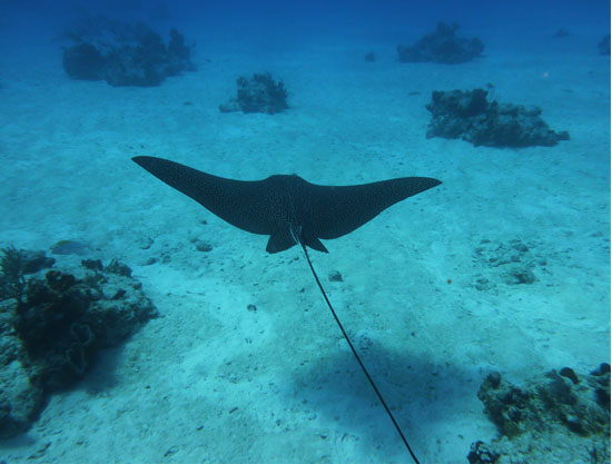 eagle-ray-i