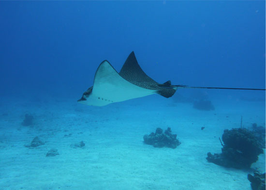 eagle-ray-iii