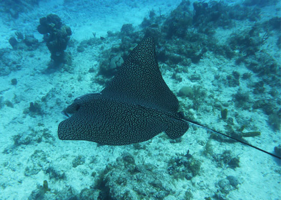 eagle-ray-iv