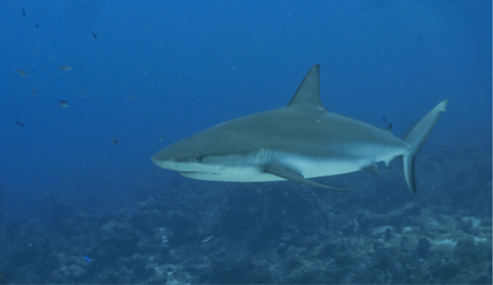 2013-04-03-his-dive-story-11