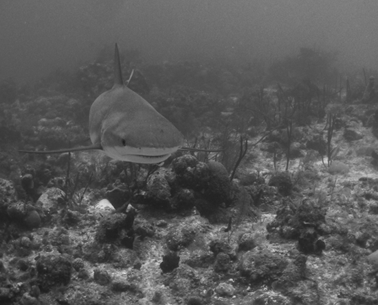 2013-04-03-his-dive-story-i