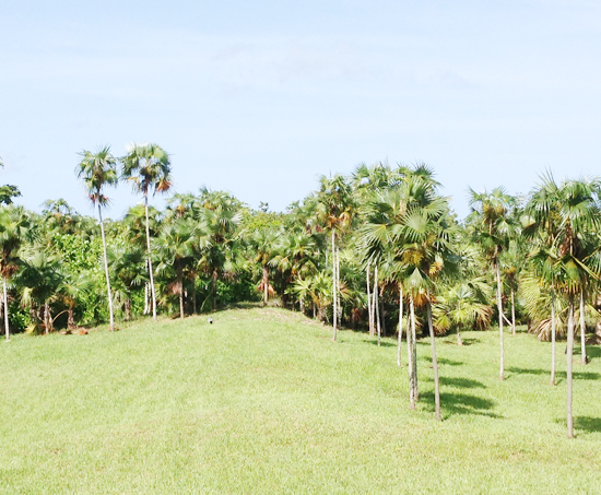 my-sea-story-parrot-cay-10