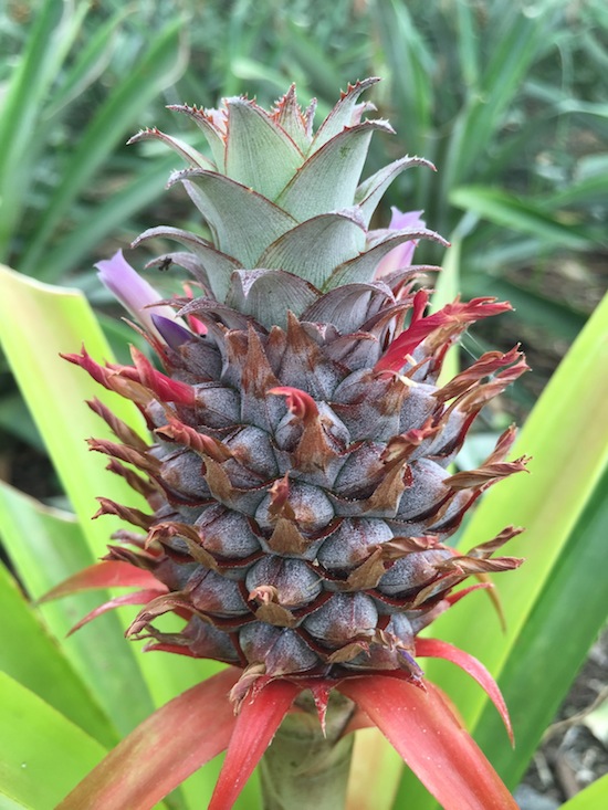 azores-by-myseastory-33