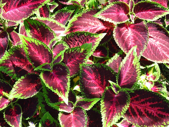 azores by myseastory 56